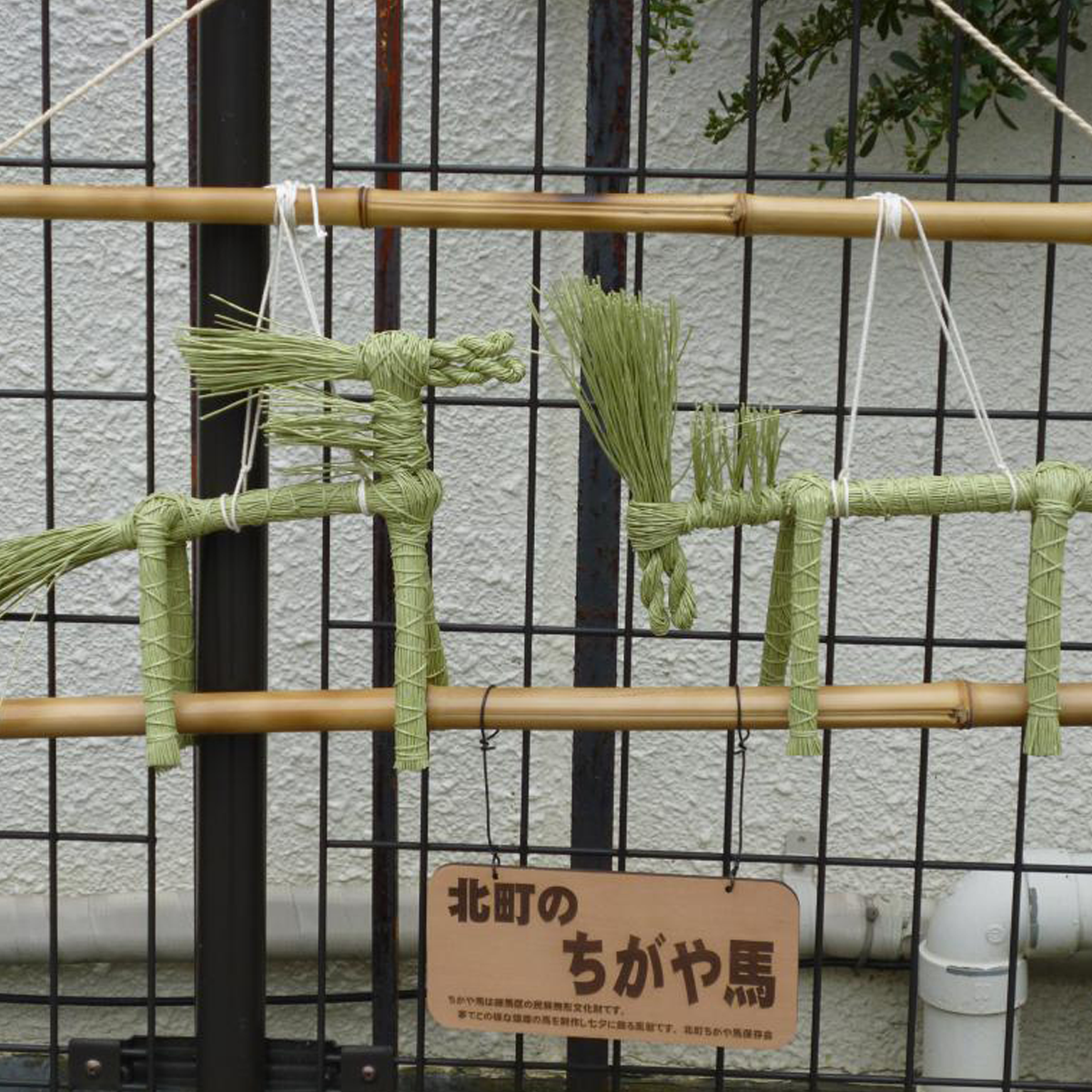 ちがや馬